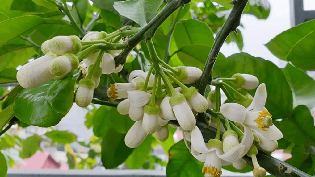 HƯƠNG THẦM