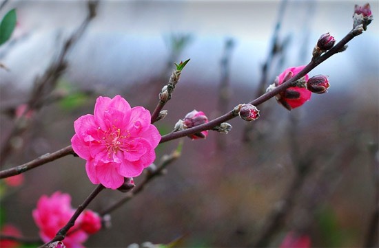 CÓ MỘT MÙA XUÂN …