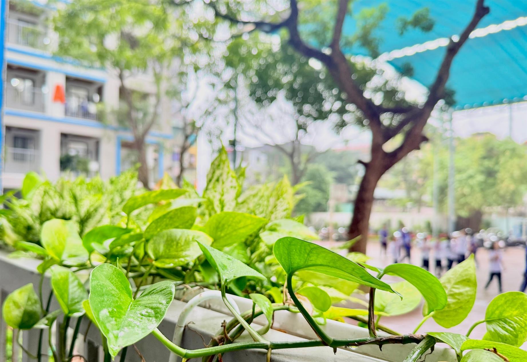 ​Mưa xuân – Bước chuyển mình của 9A2 năm cuối cấp