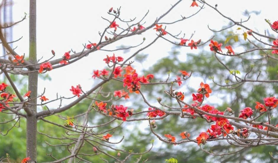 Tháng Ba, hoa gạo thắp sáng niềm tin
