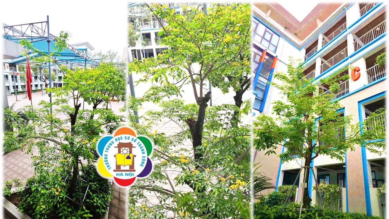 Sắc vàng thương nhớ trên sân trường Thành Công những ngày đầu tháng Tư