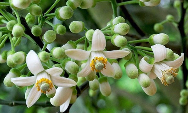 Trà nụ hoa bưởi - Hương vị tinh túy từ thiên nhiên – Nông sản Langbiang