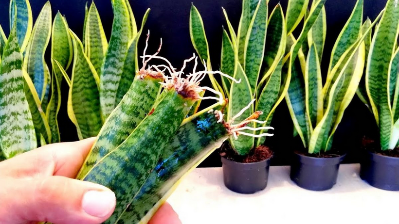 Cây Lưỡi Hổ | Snake Plant - Joy Garden