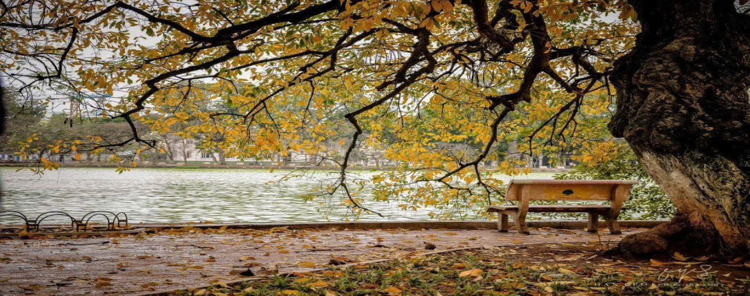 Ảnh có chứa cây cối, ngoài trời, ghế dài, rụng lá

Nội dung do AI tạo ra có thể không chính xác.