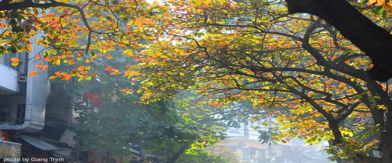 Ảnh có chứa ngoài trời, mùa thu, rụng lá, thực vật

Nội dung do AI tạo ra có thể không chính xác.