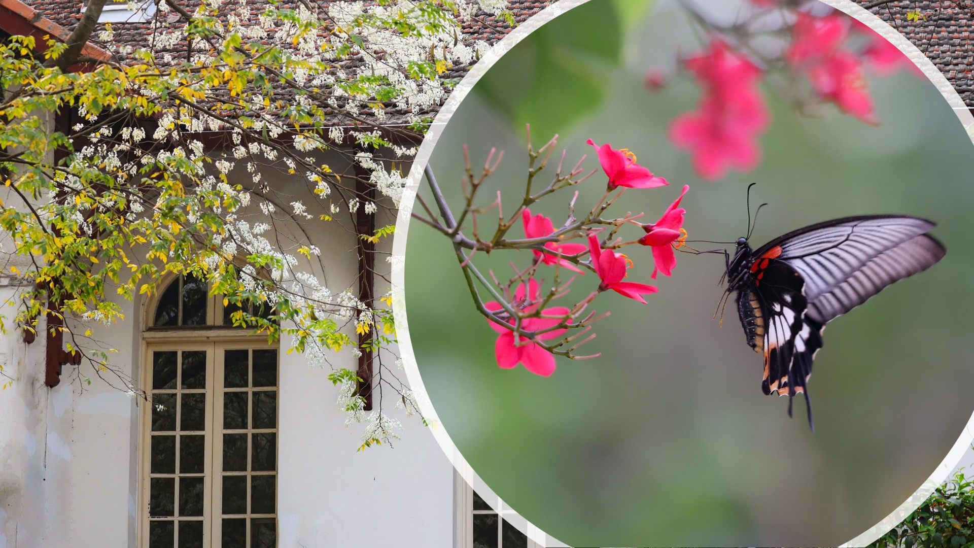 Ảnh có chứa Các loại ngài và bướm, ngoài trời, động vật không xương sống, côn trùng

Nội dung do AI tạo ra có thể không chính xác.