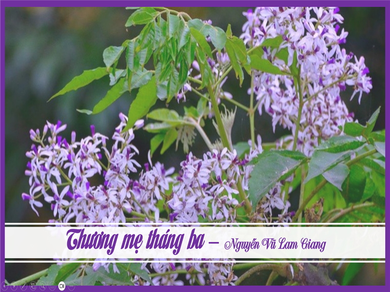 Ảnh có chứa màu tím, hoa, cây cối, Hoa tử đinh hương

Nội dung do AI tạo ra có thể không chính xác.