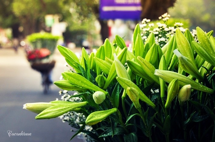 Hà thành dịu dàng với Mùa hoa Loa Kèn tháng tư
