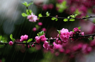 Mưa xuân - cơn mưa thanh xuân rung động lòng người