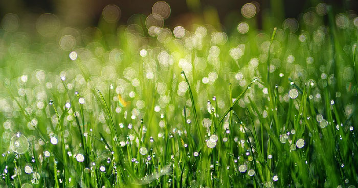 Mưa xuân - Nguyễn Bính