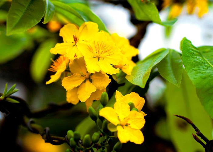 Hoa mai tượng trưng cho điều gì? Ý nghĩa hoa mai ngày Tết