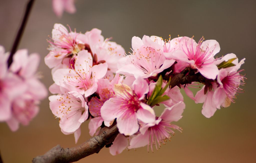 Ý nghĩa hoa đào ngày Tết ❙ Bí quyết chăm sóc ra hoa đúng Tết