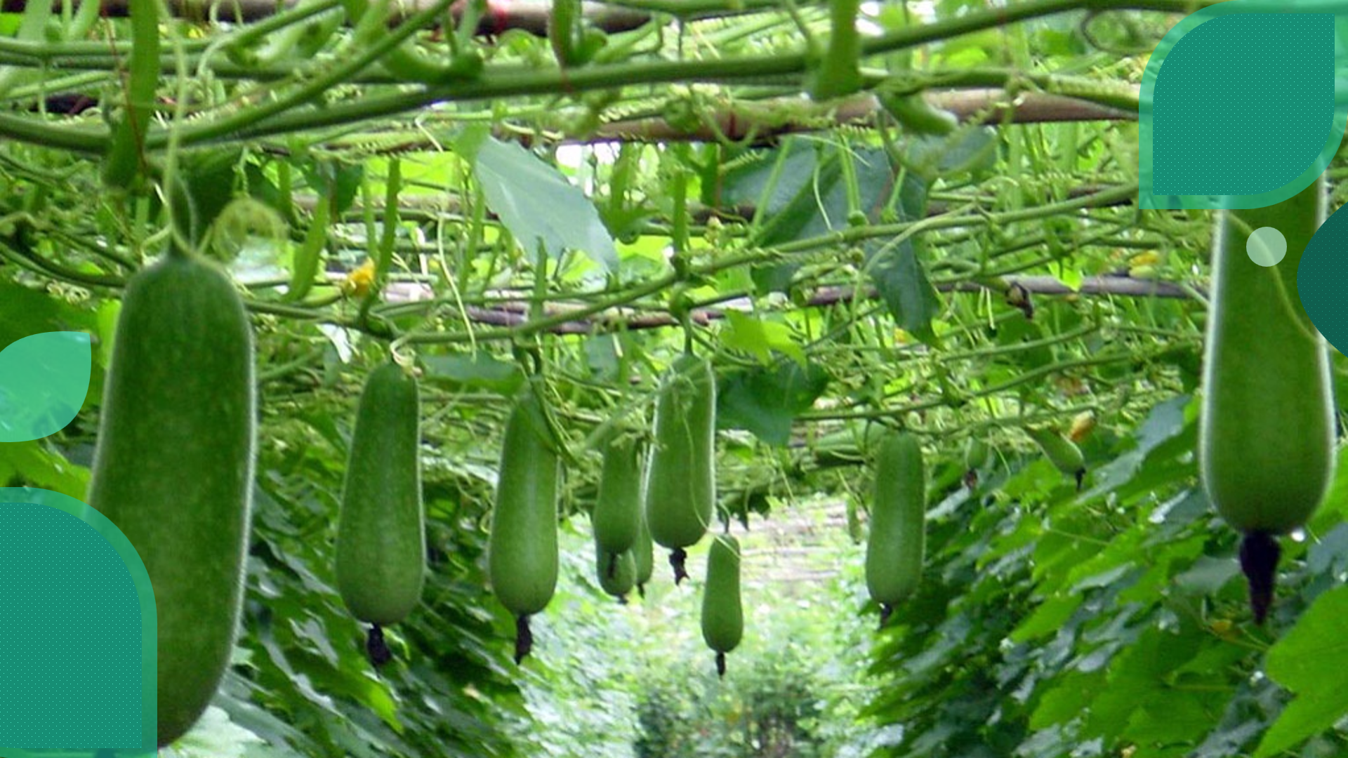 Ảnh có chứa cây cối, ngoài trời, thực vật, sản vật
Nội dung do AI tạo ra có thể không chính xác.