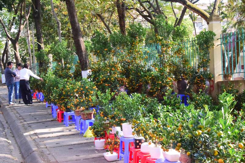 Đào quất ở Sơn La nườm nượp xuống phố, giá mềm vẫn vắng khách | Tin tức mới  nhất 24h - Đọc Báo Lao Động online - Laodong.vn