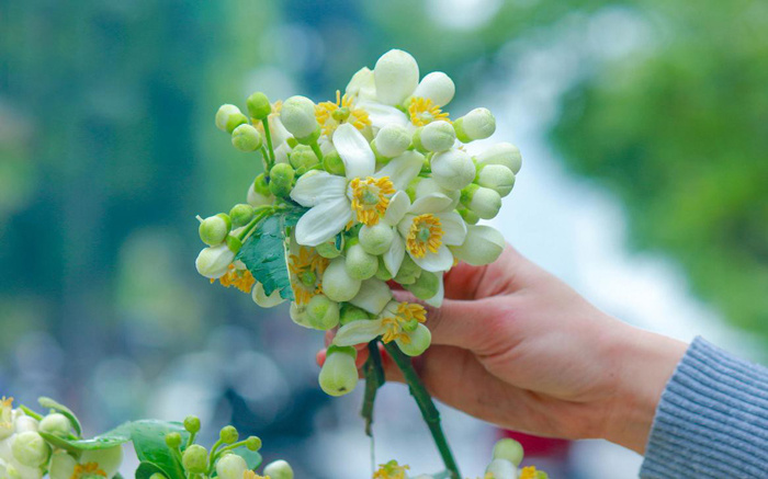 Du lịch Hà Nội tháng 3 có gì đẹp? Mùa hoa thơ mộng Hà Nội - Asahi Luxstay