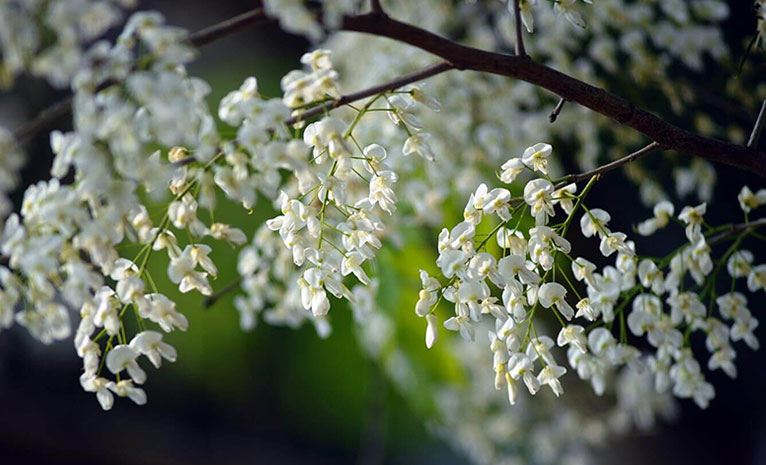 Những loài hoa khoe sắc trong tháng 3