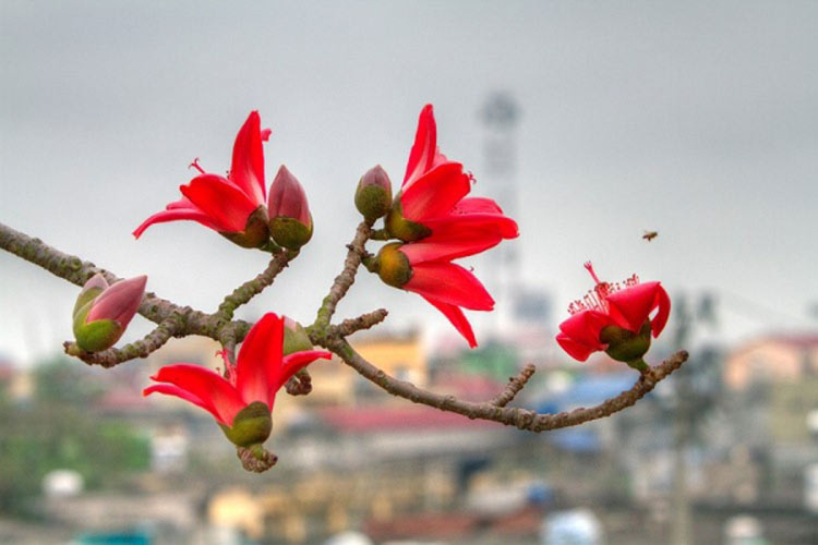 Hoa gạo không chỉ đẹp mà còn là vị thuốc và gia vị trong món ăn ngon, bổ  dưỡng ít ai biết