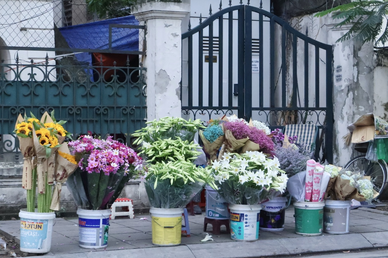 Hoa loa kèn trắng tinh khôi tô điểm phố phường Hà Nội ngày giao mùa