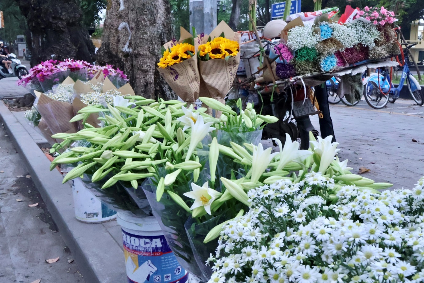 Hoa loa kèn trắng tinh khôi tô điểm phố phường Hà Nội ngày giao mùa